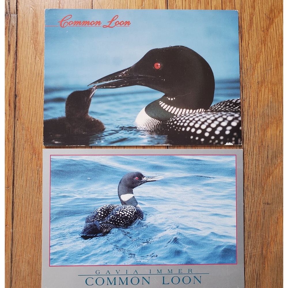 Vintage postcards bundle (2) Ephemera birds common Loon